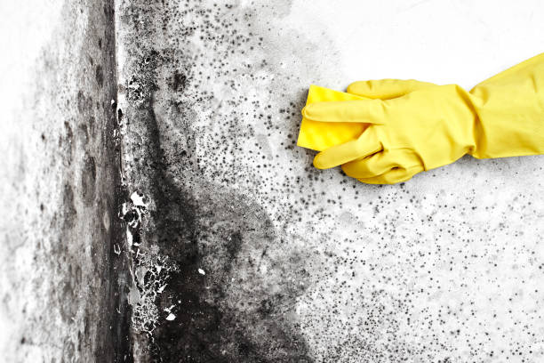 Best Black Mold Removal  in Mission Viejo, CA