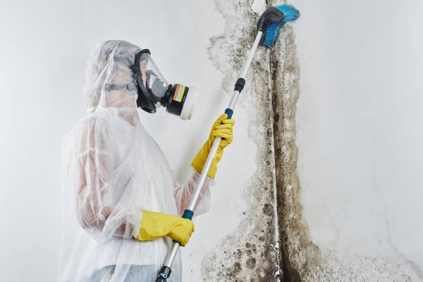 Best Attic Mold Removal  in Mission Viejo, CA