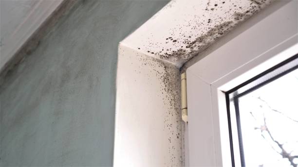 Best Crawl Space Mold Removal  in Mission Viejo, CA