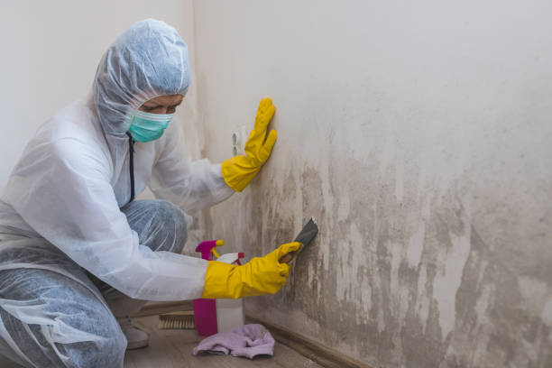 Best Local Mold Removal Service  in Mission Viejo, CA