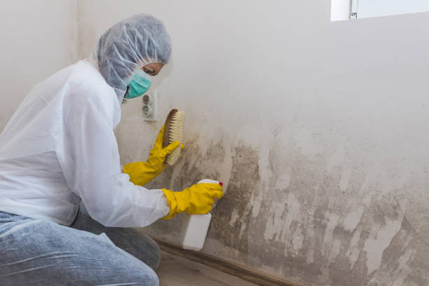 Best Local Mold Removal Service  in Mission Viejo, CA