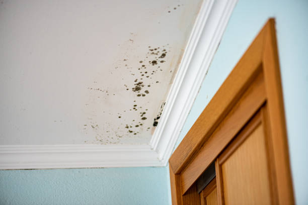 Professional Mold Removal in Mission Viejo, CA
