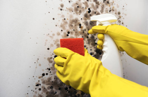 Trusted Mission Viejo, CA Mold Removal Experts
