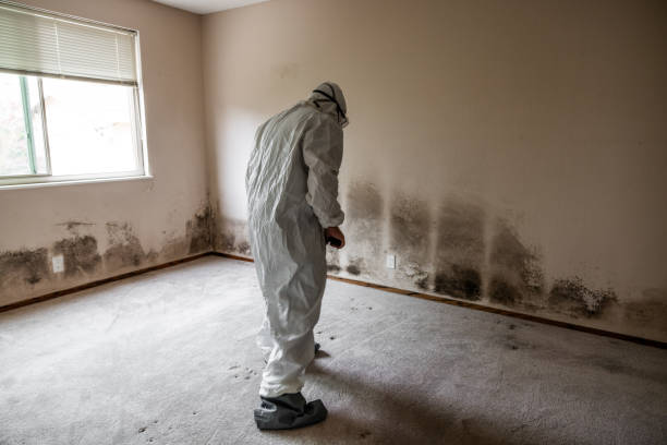 Best Mold Cleaning Services  in Mission Viejo, CA