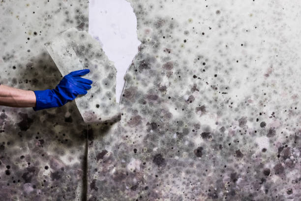Best Certified Mold Removal  in Mission Viejo, CA