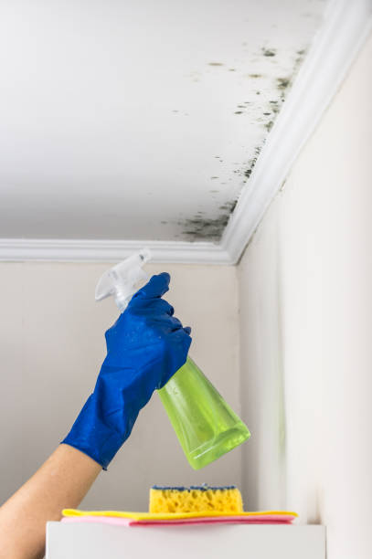 Mold Testing and Removal in Mission Viejo, CA